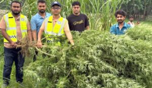 ভূরুঙ্গামারীতে মরিচ ক্ষেতে গাঁজার চাষ, ১০ ফুট উচ্চতার গাঁজার গাছ জব্দ।